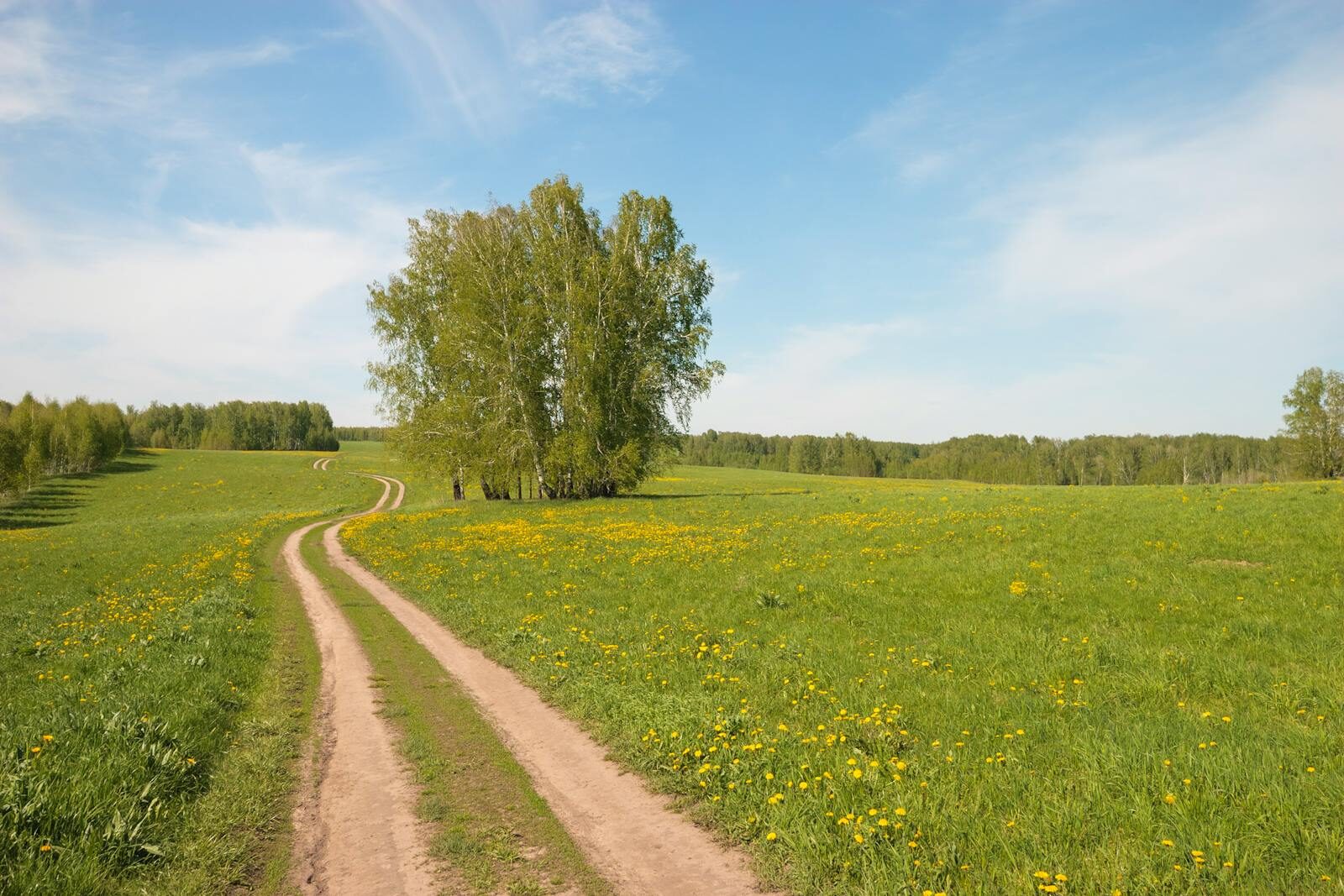 A tranquil country road winding through lush green meadows under a clear blue sky, perfect for nature exploration.